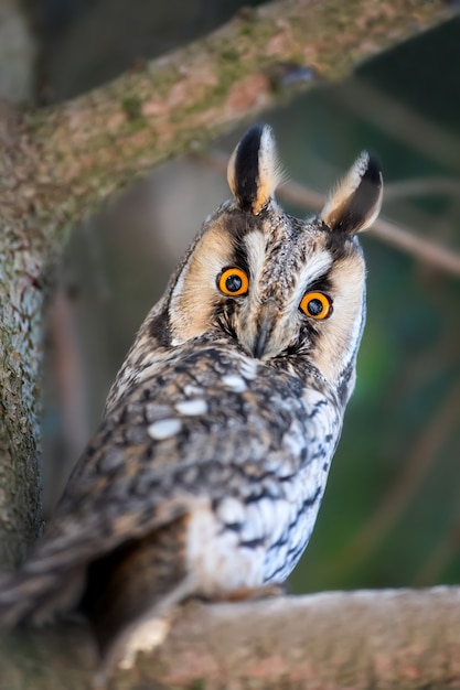 Young owl sit in a tree