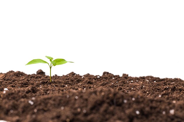 白で隔離される若い植物