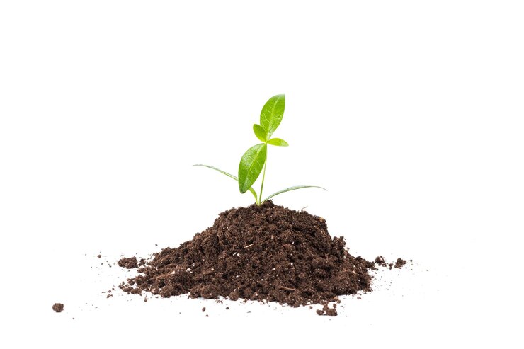 Free Photo young plant isolated on white