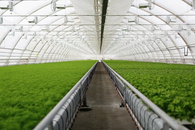 Young plants growing in a very large plant commercial greenhouse