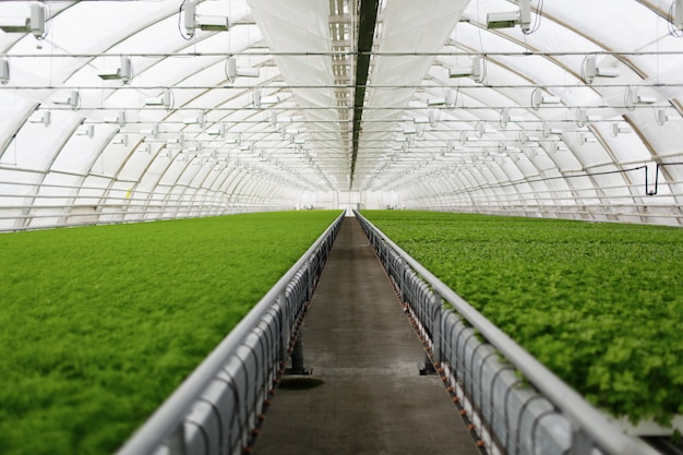 Young plants growing in a very large plant commercial greenhouse