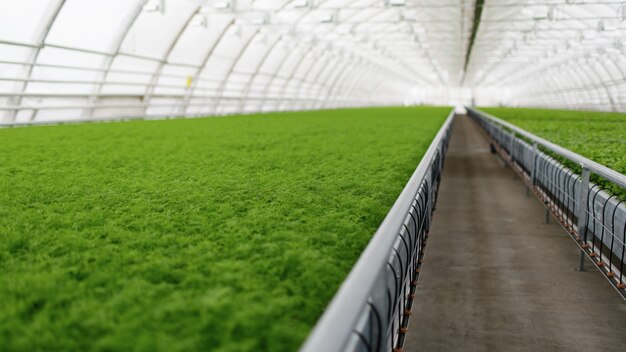 Young plants growing in a very large plant commercial greenhouse