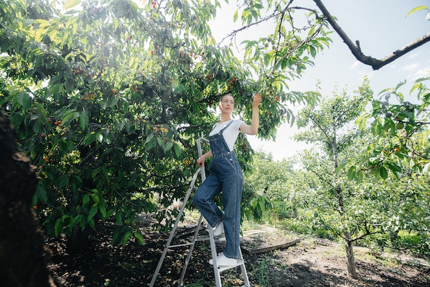A young pretty girl on a stepladder in overalls collects ripe sweet cherries in the garden on a summer day.