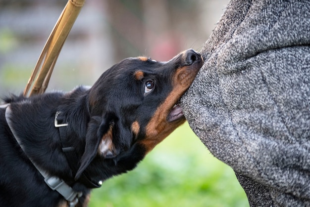 Дрессировка щенка ротвейлера для безопасности на природе