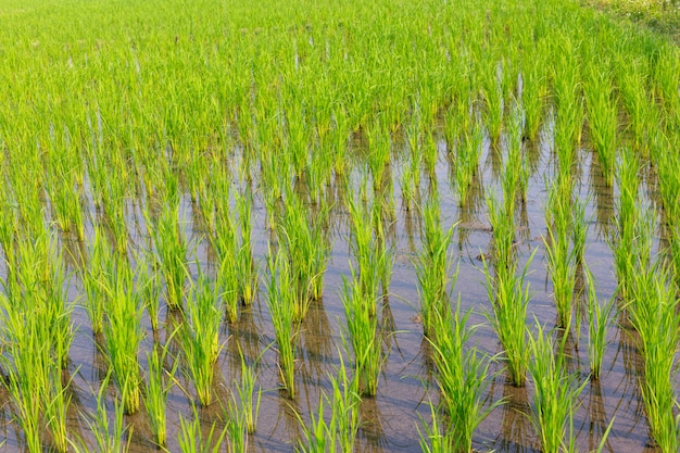 水田で成長している若い米