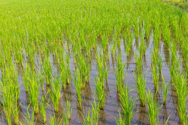 Young rice growing in the paddy field