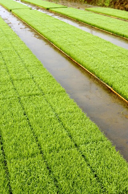 Young rice plant seedlings ready for planting growing in trays at edge of paddy field