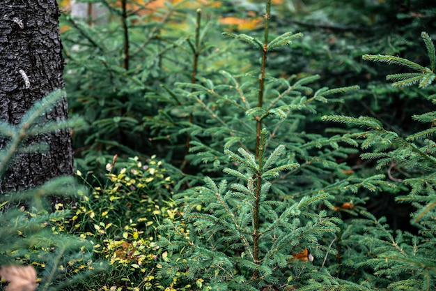 Foto gratuita giovani abeti rossi in uno sfondo naturale della foresta di conifere