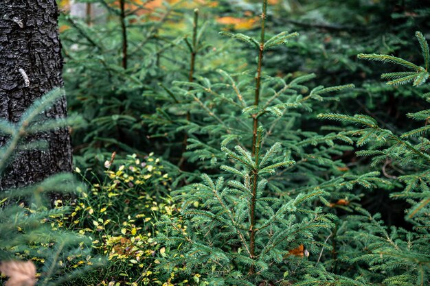 Young spruces in a coniferous forest natural background