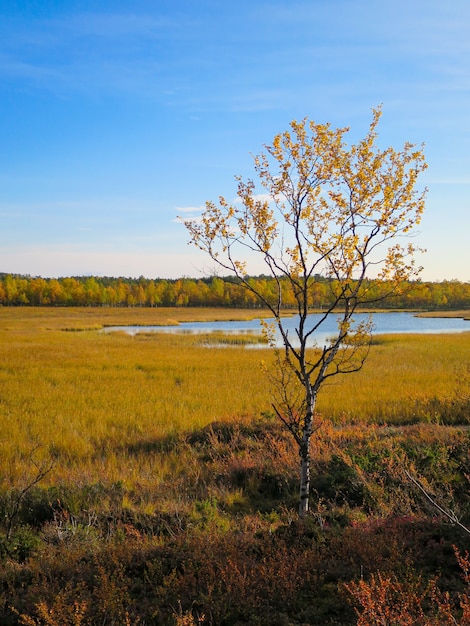 Young tree with golden leaves in the background of a shallow lake and lush woodland
