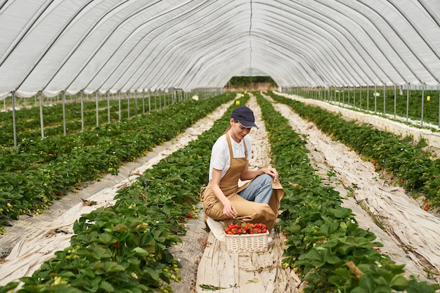 Foto gratuita giovane donna in grembiule che raccoglie fragole in basket