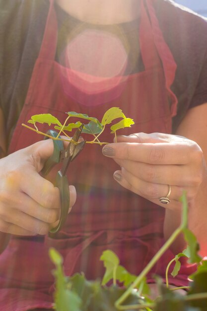 Young woman cutting  parts of a plant close-up