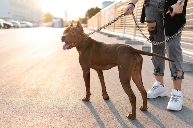 無料写真 屋外で犬と一緒に時間を楽しんでいる若い女性