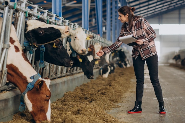 Young woman farmer looking after cows at cowshed
