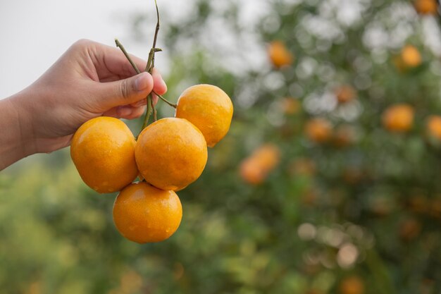 庭の若い女性は庭でオレンジを収穫します。