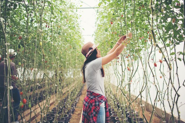 収穫する有機トマトと温室の若い女性。