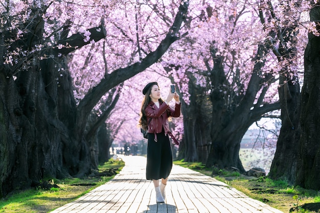 Young woman walking in cherry blossom garden on a spring day. Row cherry blossom trees in Kyoto, Japan