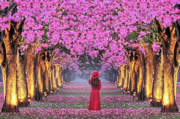 美しいピンクの花の木の列を歩いている若い女性。