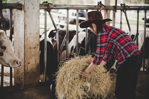 牧草地で牛のための干し草を扱う若い女性