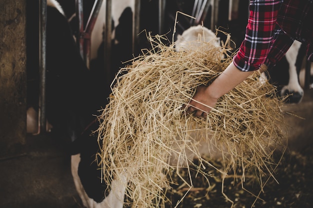 Young woman working with hay for cows on dairy farm 