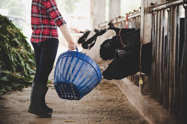 Young woman working with hay for cows on dairy farm 