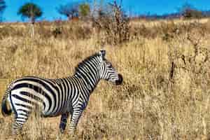 Foto gratuita zebra in un campo coperto di erba sotto la luce del sole e un cielo blu