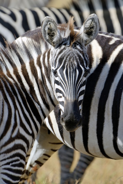 Zebra on grassland in Africa, National park of Kenya