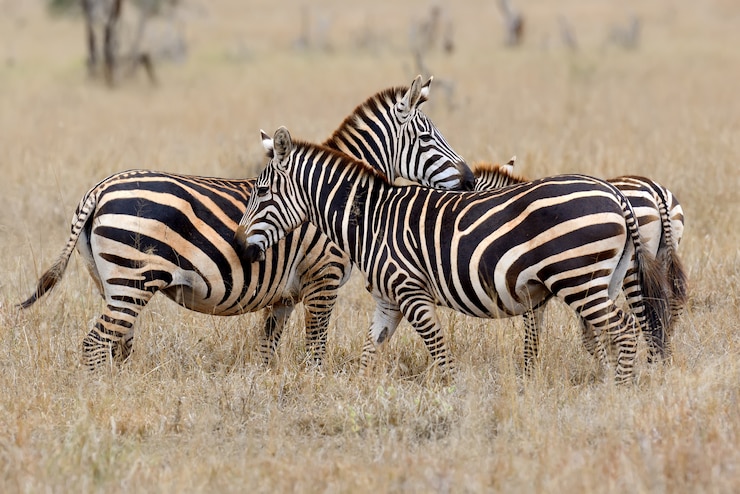 Free Photo zebra on grassland in africa, national park of kenya
