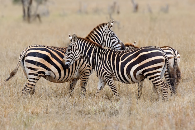 Zebra on grassland in Africa, National park of Kenya