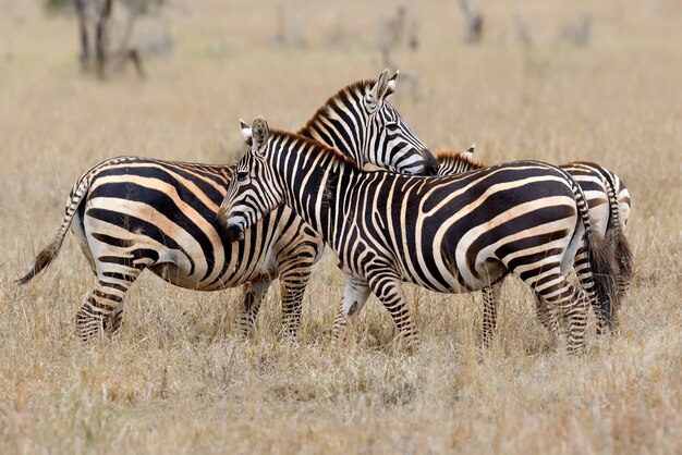 アフリカの草原、ケニアの国立公園のシマウマ