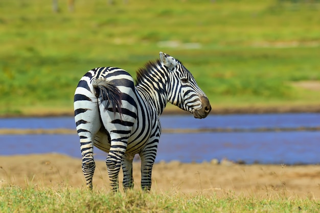 Зебра на лугах в Африке