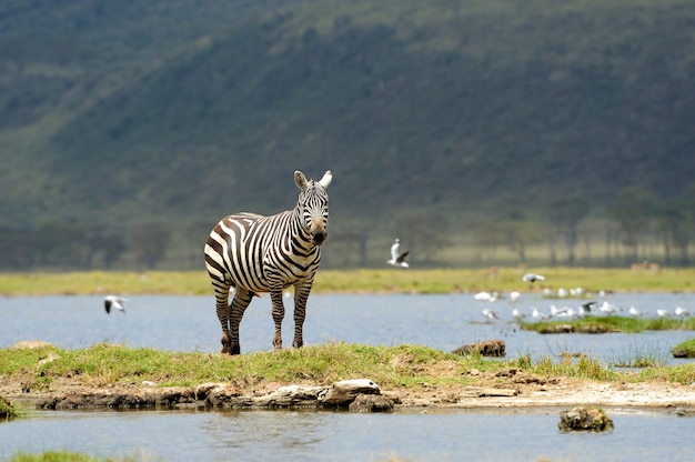 Zebra in National Park