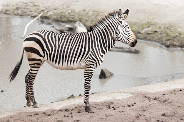 Zebra near a dirty lake under the sunlight