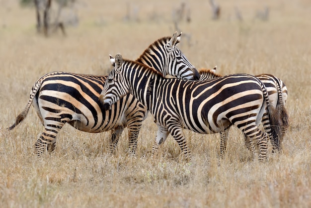 Бесплатное фото Зебра на лугах в африке, национальный парк кении
