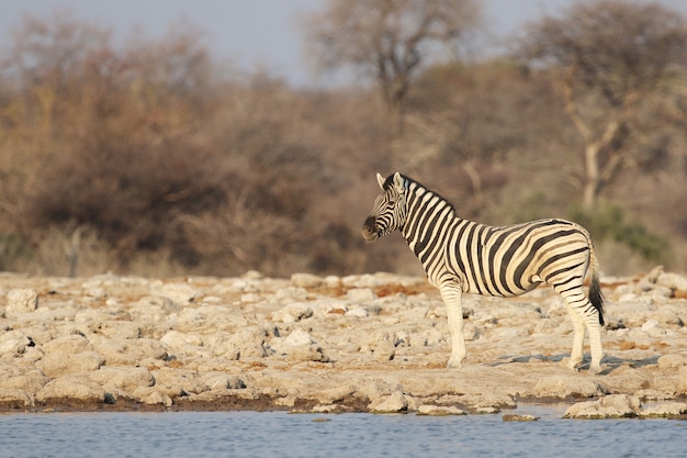 Zebra in piedi lungo la riva di un abbeveratoio