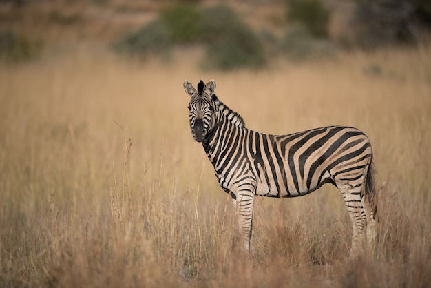 Zebra standing in a dry grassy field