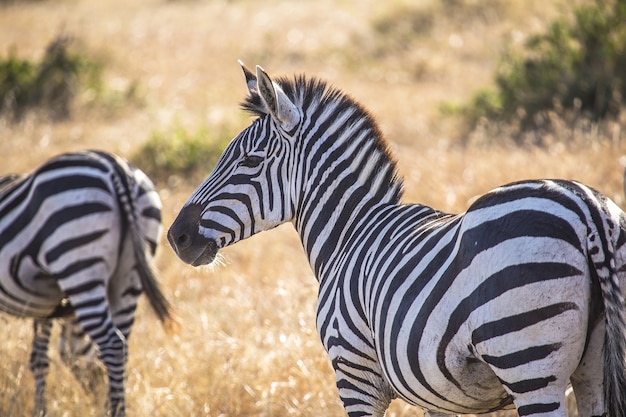 Zebras next to each other in masai mara safari, kenya