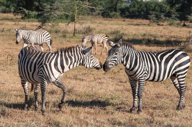 Zebras in the grasslands