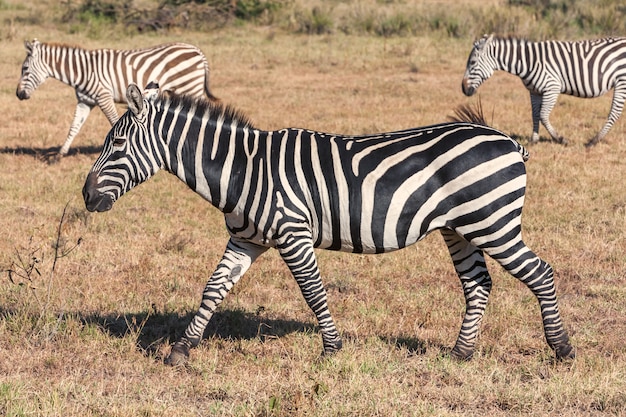 Zebras in grasslands