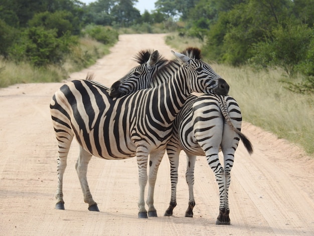 Zebras Hugging Each Other Surrounded by Trees: Free Stock Photos