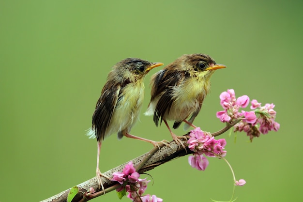 ZiBaby Zitting Cisticola鳥は、枝に生えているCisticola鳥からの餌を待っています