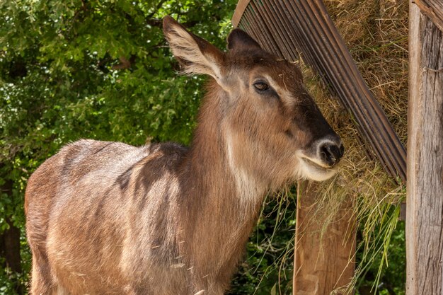 動物園。緑の背景にカモシカ