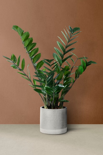 ZZ plant in a gray pot