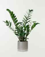 Free photo zz plant in a gray pot