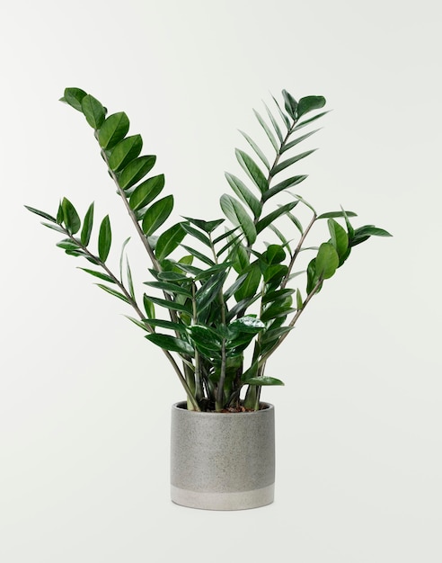 ZZ plant in a gray pot
