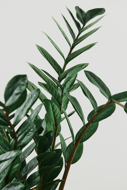 Free photo zz plant on light gray background