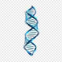 Free PSD 3d blue dna helix sequence element isolated on transparent background