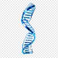 Free PSD 3d blue dna helix sequence element isolated on transparent background