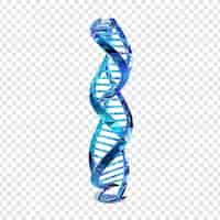 Free PSD 3d blue dna helix sequence element isolated on transparent background