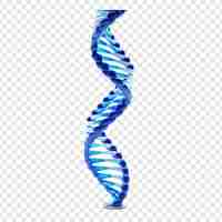 Free PSD 3d blue dna helix sequence element isolated on transparent background